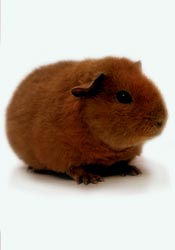 Guinea Pig