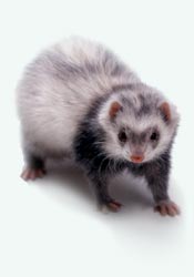 ferret