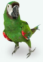 parrot